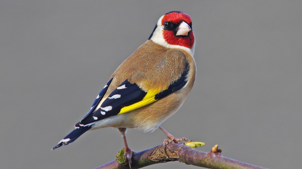 european goldfinch